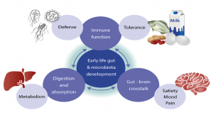 Role of Gut Microbiota 