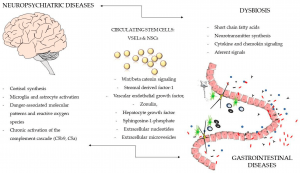 Effect of Gut Microbiota on Depression