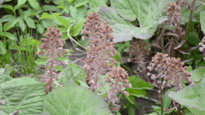 Butterbur Herb