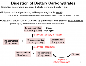 Digestion of dietary carbohydrates