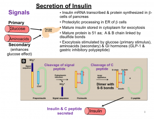 secretion of insulin