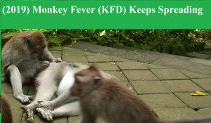 Monkey Fever (KFD) Keeps Spreading - Fitness Health Forever