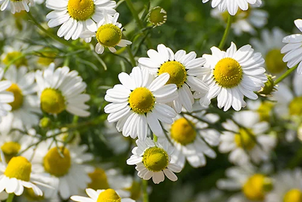 Chamomile