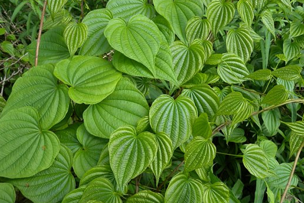 Wild Yam Plant