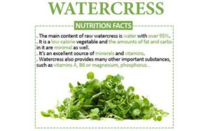 Watercress And It's Amazing Benefits! - Fitness Health Forever