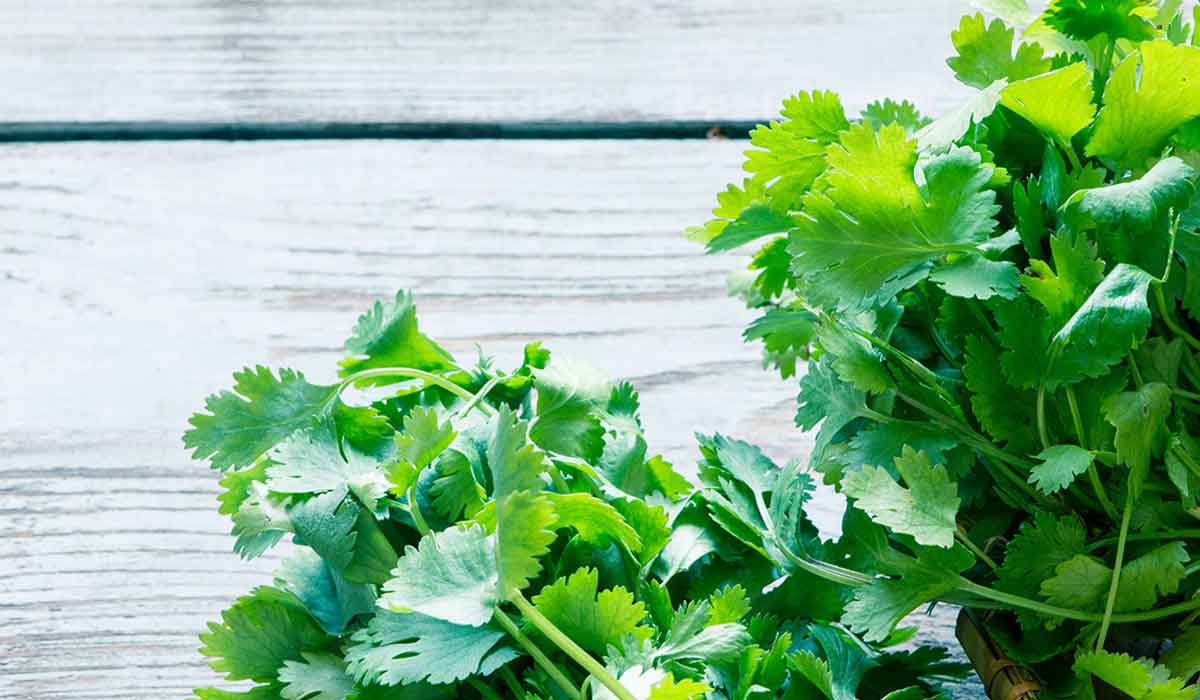 Coriander Naturally Heals The Thyroid Fitness Health Forever