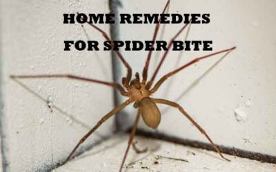 Effective spider bite treatment home remedy - Wellness